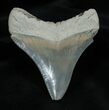 Inch Lee Creek Megalodon Tooth #1389-2